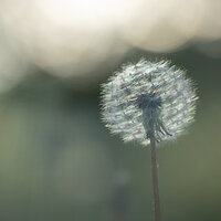 Blue Hues in a Dandelion