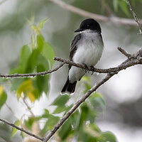 LRCC_sRGB_FW_EasternKingbird_TAP_7023.jpg