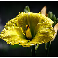 Backyard Blooms