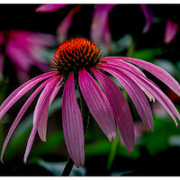 Cone Flower