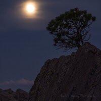 Lonely Pine and the Moon.jpg