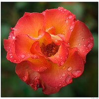 Esther Short Park - Rainy Orange