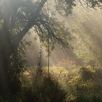 First Light