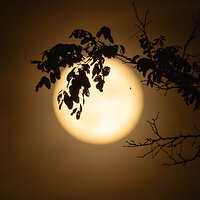 Moon, Black Locust and Spider