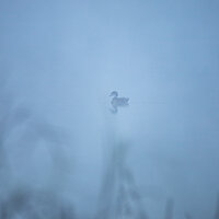 Wood Duck
