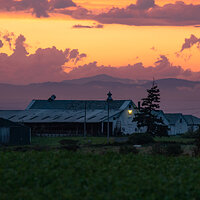 Cream Hill Stock Farm