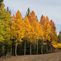LRCC_sRGB_FW_AspenAvenue_TAP_9041.jpg