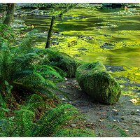 Creekside Reflections
