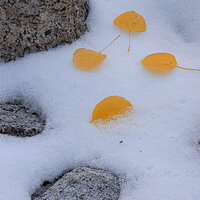 Relenting to Winter.jpg
