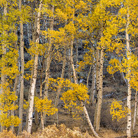 Forest Edge.jpg