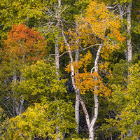 Tri Toned Aspen.jpg
