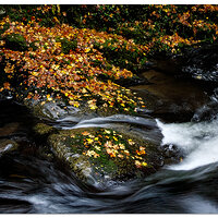 A Scene along the Creek