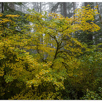 North Fork of the Siuslaw