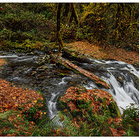 Sweet Creek 1st Falls