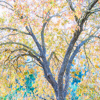 Impressionism by Autumn