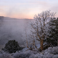 Frosted Branches.jpg