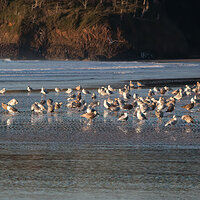 Ecola Gulls