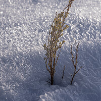 Buried in Hoarfrost.jpg