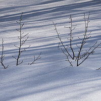 Late Afternoon Shadows.jpg