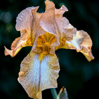 82 jun k25 220207-27555-R5.jpg