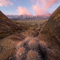 Barrel Cactus Valley.jpg