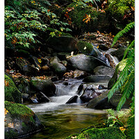 Thompson Creek