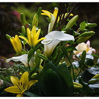 Portland Japanese Garden Flower Show
