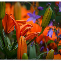 Purple and Orange