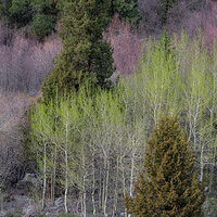 Winter Birch, Spring Aspen.jpg