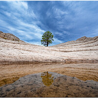 The White Pocket Tree