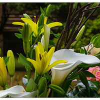 PJG-Lilies.jpg