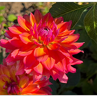 SidewalkDahlia.jpg