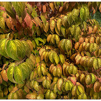 SP-DogwoodFall.jpg