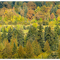 DJI_M3-SalmonCreek102322.jpg