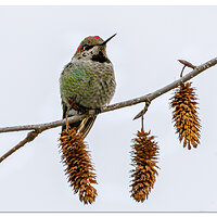 HummingGuardBird2.jpg