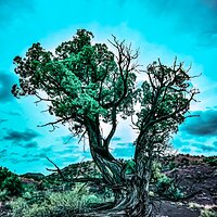 Juniper_Color