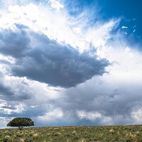 The Tree-LR-1