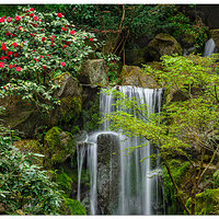 Camellia and the Falls