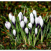 YB-Crocus031423.jpg