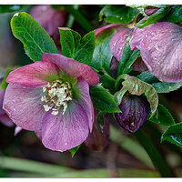YB-Helleborus.jpg