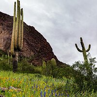 picacho_peak_031523