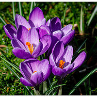 S23-PCrocus.jpg