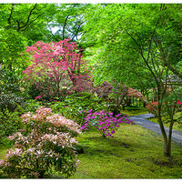 Spring At The Tea Garden