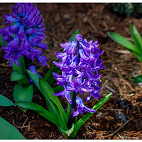 Serious Spring