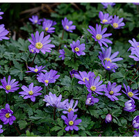 BB-Anenome.jpg