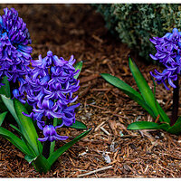 BB-Hyacinth.jpg