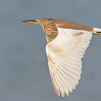 7D2_4003.jpg