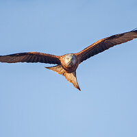 7D2_8995.jpg