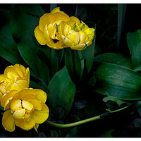 BB-AkebonoDFTulip.jpg