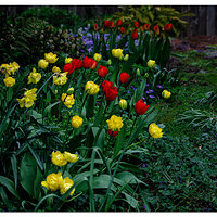 BB-Tulips1-23.jpg